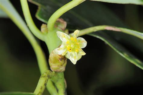 楨楠屬|Machilus 楨楠屬